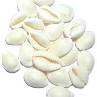 Pure White 21 Kaudi / Koudi Shells for Laxmi Pooja